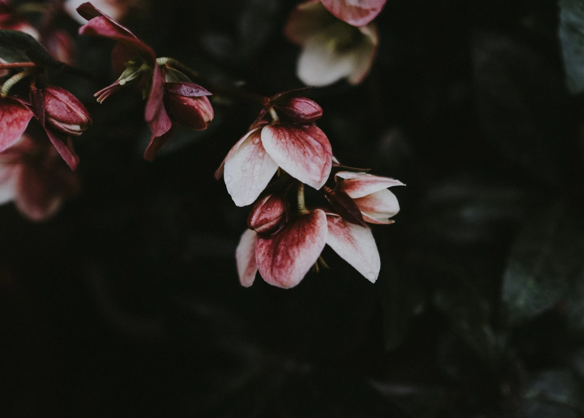 Pink and white hellebore petals against a dark, soft background.