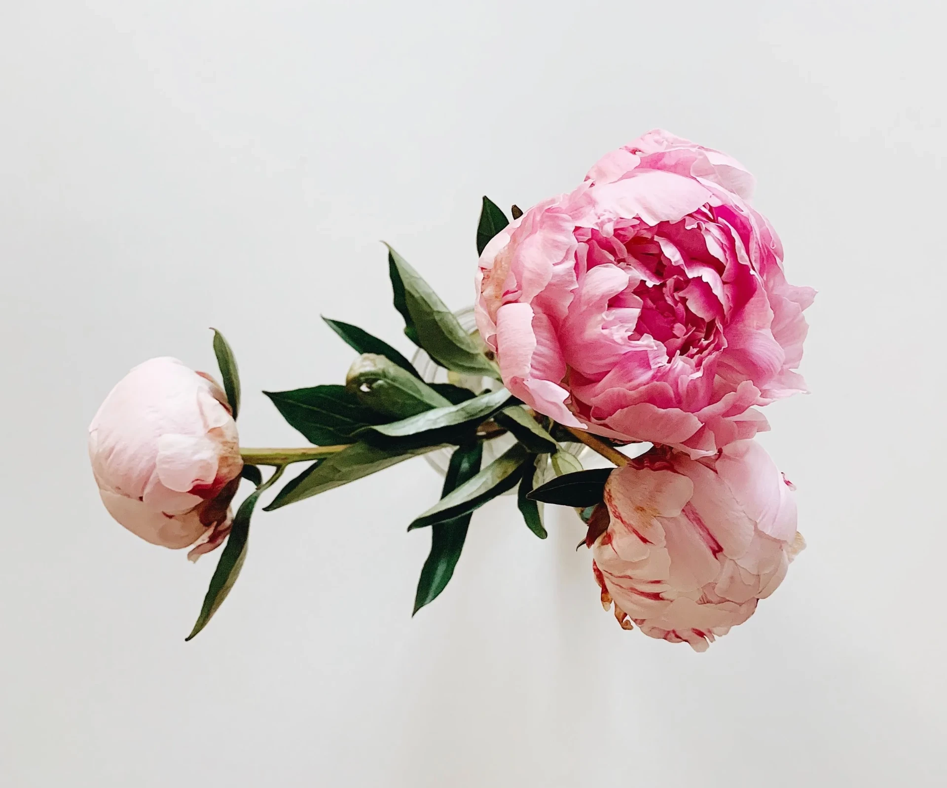 A small bouquet of pink peonies against a soft white background.
